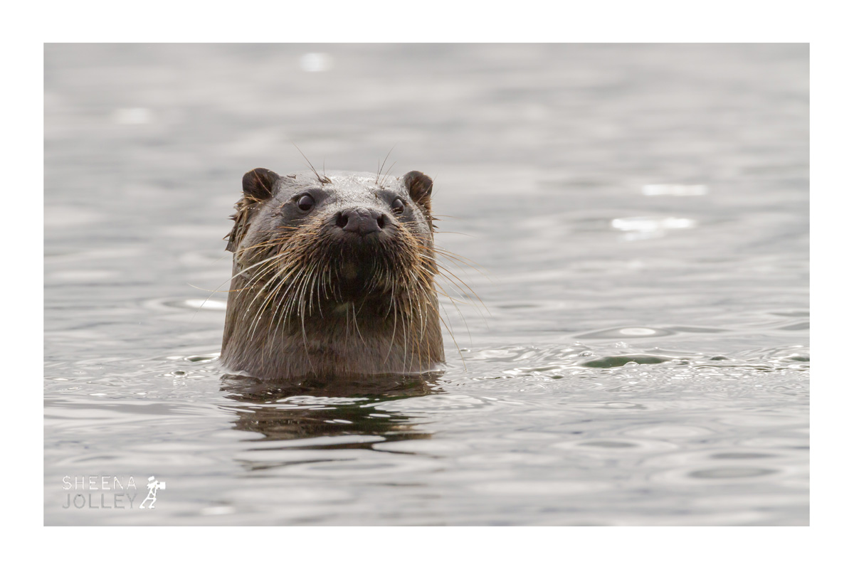 Galapagos Sea lion  black and white  photograph  wave  stones  IUCN Redlist Endangered. Wall of Water.jpg Wall of Water.jpg Wall of Water.jpg Wall of Water.jpg